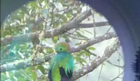 Quetzals through the scope