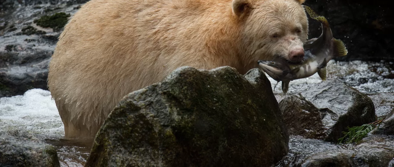 Spirit (kermode) bear, Gribbell Island, British Columbia