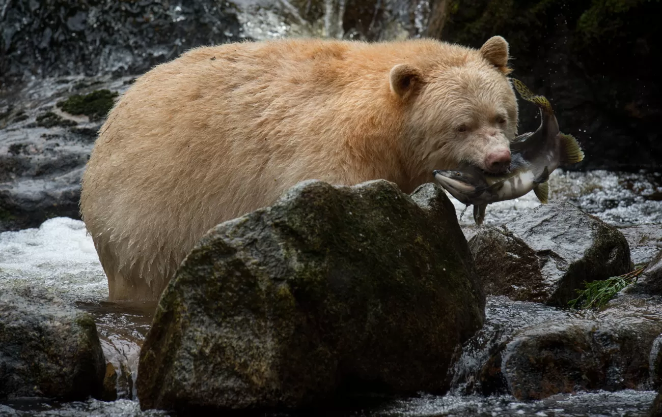 Spirit (kermode) bear, Gribbell Island, British Columbia