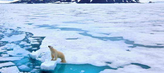 Polar bear in the Arctic