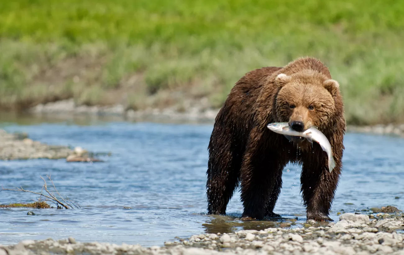 Grizzly bear catching a fish