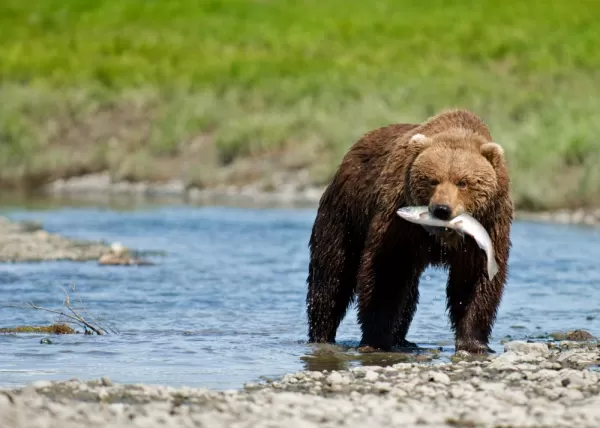 Grizzly bear catching a fish
