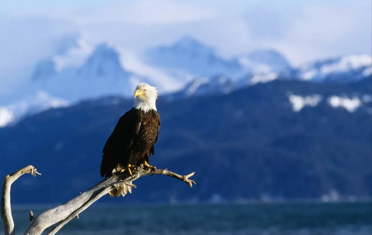 Bald Eagle perched on a tree