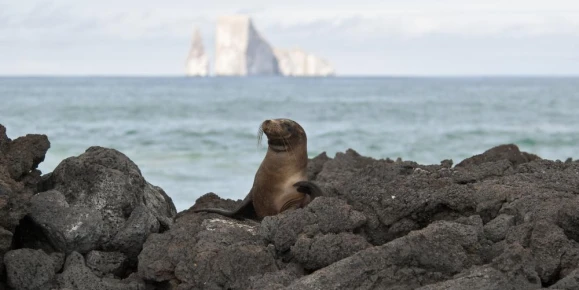 Sea lion on rocks on San Cristobal Island, Kicker Rock in background