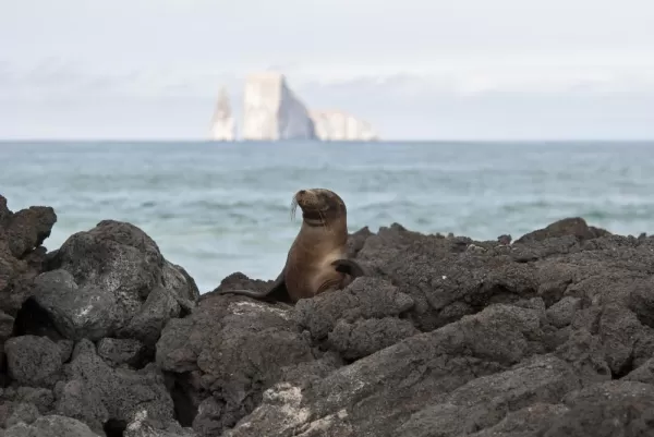 Sea lion on rocks on San Cristobal Island, Kicker Rock in background