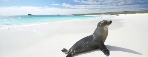 Sea lion on a pristine beach