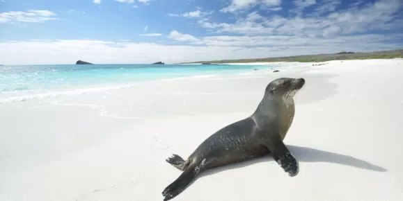 Sea lion on a pristine beach