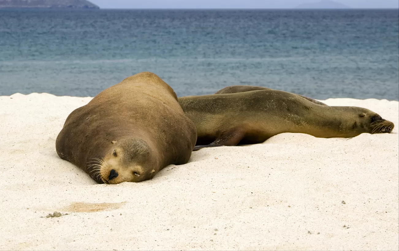 Sea lions being lazy on the beach