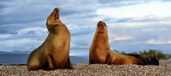 Sea lions on Fernandina Island