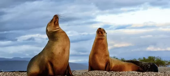Sea lions on Fernandina Island