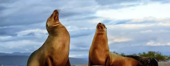 Sea lions on Fernandina Island