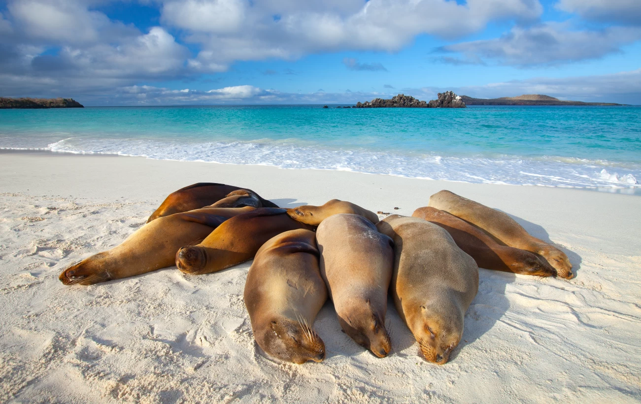 Sea lions bask in the sun on the beach