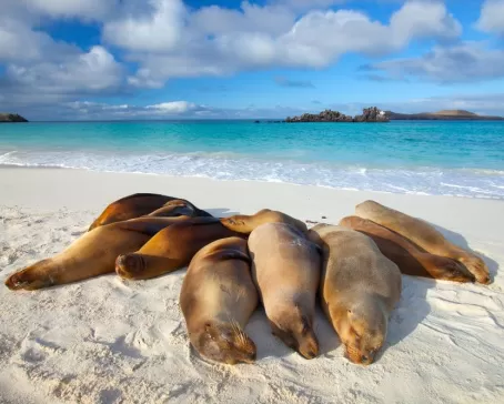 Sea lions bask in the sun on the beach