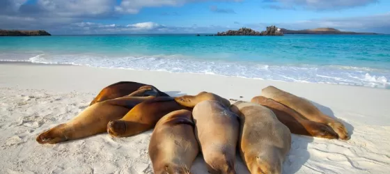 Sea lions bask in the sun on the beach
