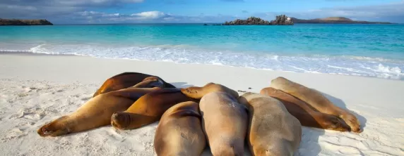 Sea lions bask in the sun on the beach