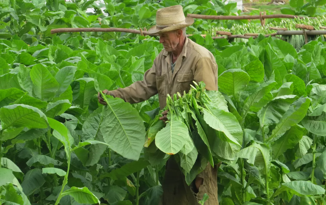 Farmer harvests his crop in Cuba