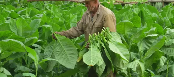 Farmer harvests his crop in Cuba