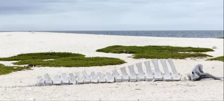 Whale skeleton on Galapagos beach