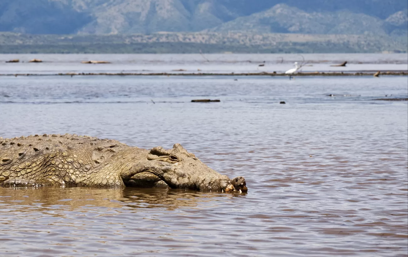Crocodile 'market' along Lake Chamo