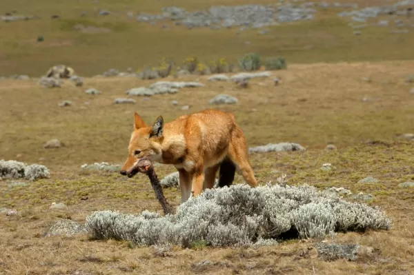 Ethiopian Wolf finishing off its prey