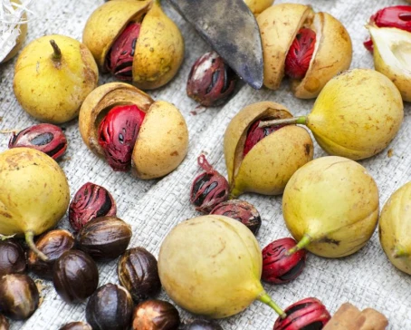 Nutmeg Harvest (Myristica fragans)