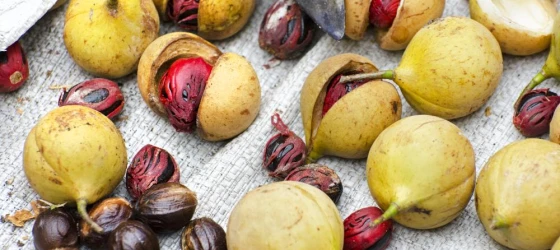 Nutmeg Harvest (Myristica fragans)