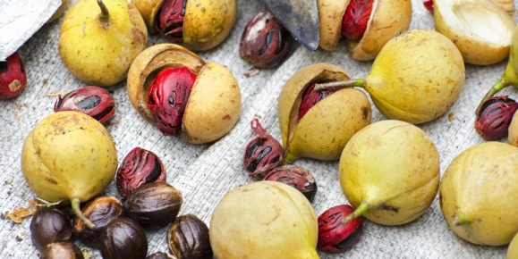 Nutmeg Harvest (Myristica fragans)