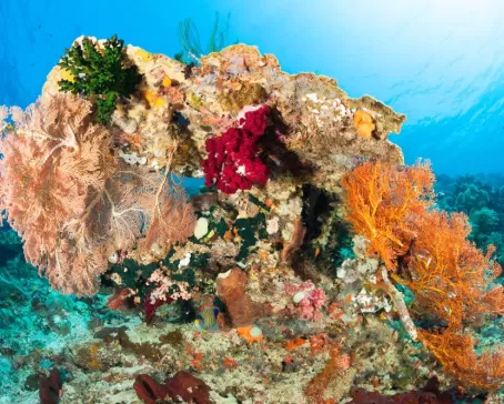 Sealife at Manuar Island, Raja Ampat, Indonesia
