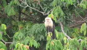white faced/capuchin monkey
