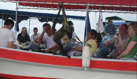 This mischievious monkey jumped onto a boat