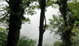 Mombacho cloudforest, lots of mist!