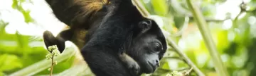 Howler monkey and baby