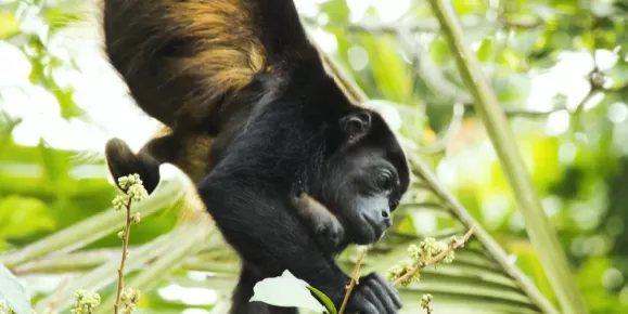 Howler monkey and baby