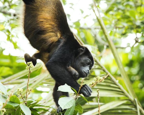 Monkey Quest Costa Rica