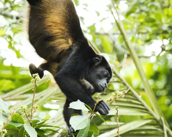 Howler monkey and baby