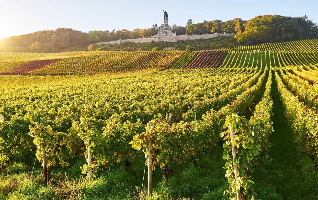 Vineyard underneath the Niederwald Monument, Rudesheim, Germany