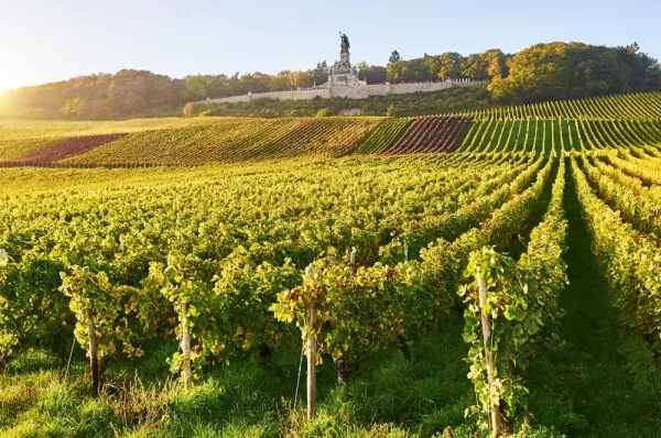 Vineyard underneath the Niederwald Monument, Rudesheim, Germany