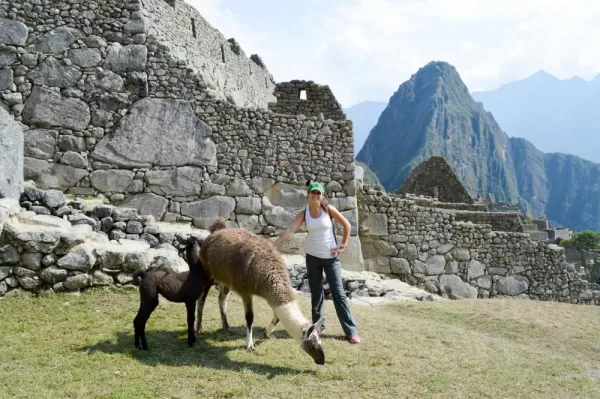 Woman interacting with llamas in Machu Picchu