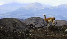 The Park's iconic guanaco in the aftermath of the 2011-2012 forest fire