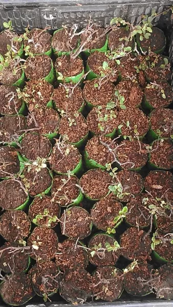 Lenga seedlings in the new nursery established in 2016 by AMA Torres del Paine with support from the Torres del Paine Legacy Fund