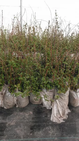 Lenga trees ready for reforestation inside the lenga tree nursery established by AMA Torres del Paine and the Torres del Paine Legacy Fund in 2016