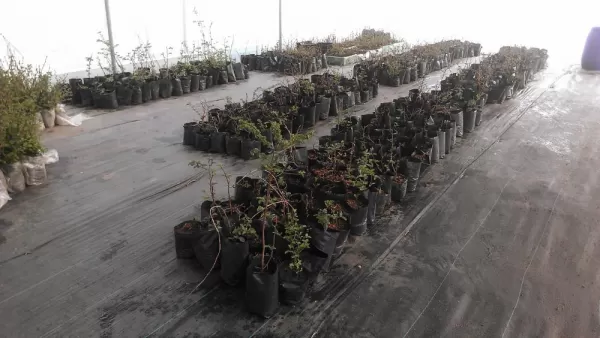 More mature lenga seedlings in the new nursery established by AMA Torres del Paine and the Torres del Paine Legacy Fund in 2016