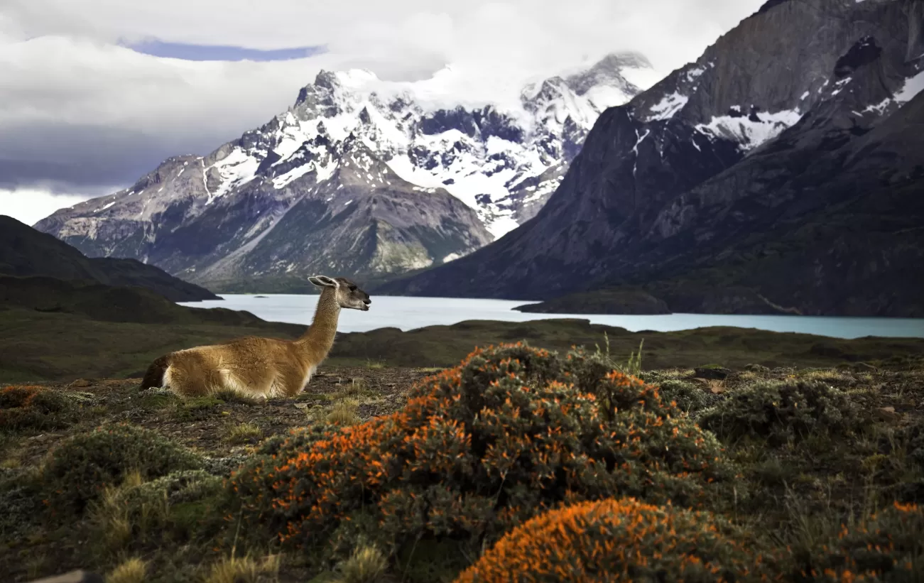 Epic Patagonia: Patagonia Forests & Staten Island Tour