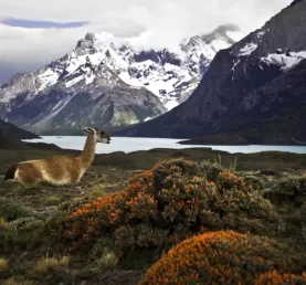 Guanaco in Torres del Paine