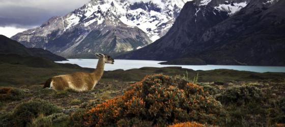 Guanaco in Torres del Paine