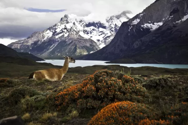Guanaco in Torres del Paine