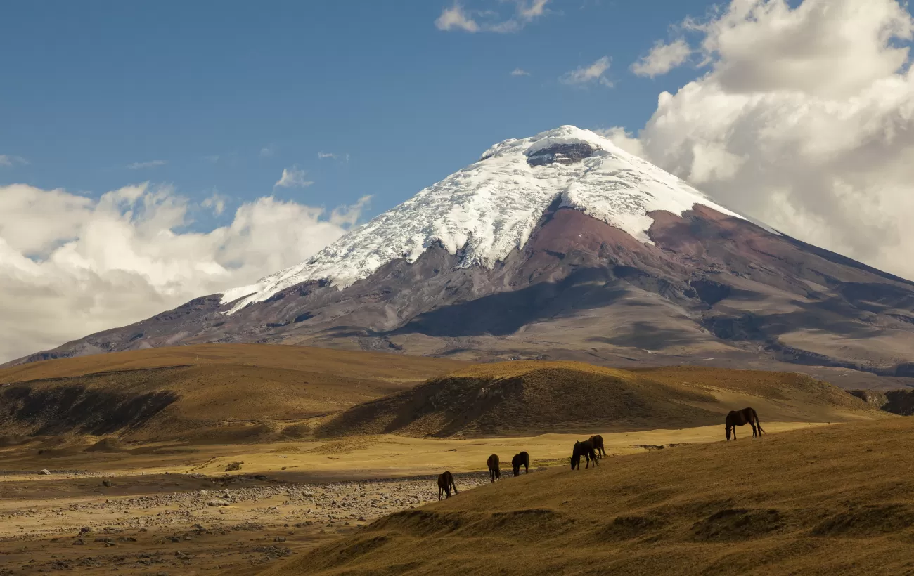 Cotopaxi Volcano and wild horses