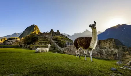 Llamas in Machu Picchu