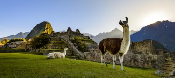 Llamas in Machu Picchu