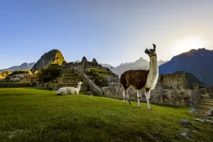 Llamas in Machu Picchu